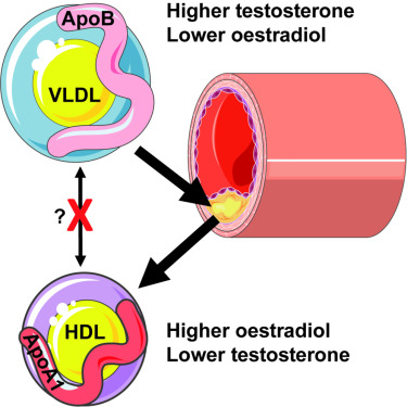 Does Sex Reduce Cholesterol